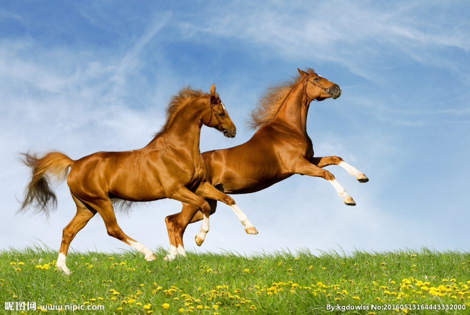 点击大图看下一张：潇洒奔驰的大草原骏马图片