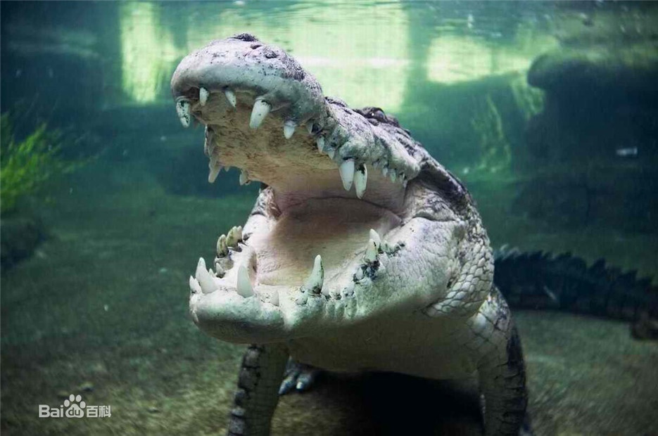 点击大图看下一张：巨型鳄鱼咸水鳄高清图片欣赏