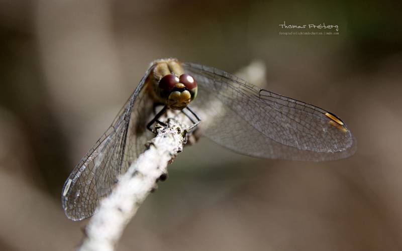 点击大图看下一张：最出色的飞行员蜻蜓摄影高清图集