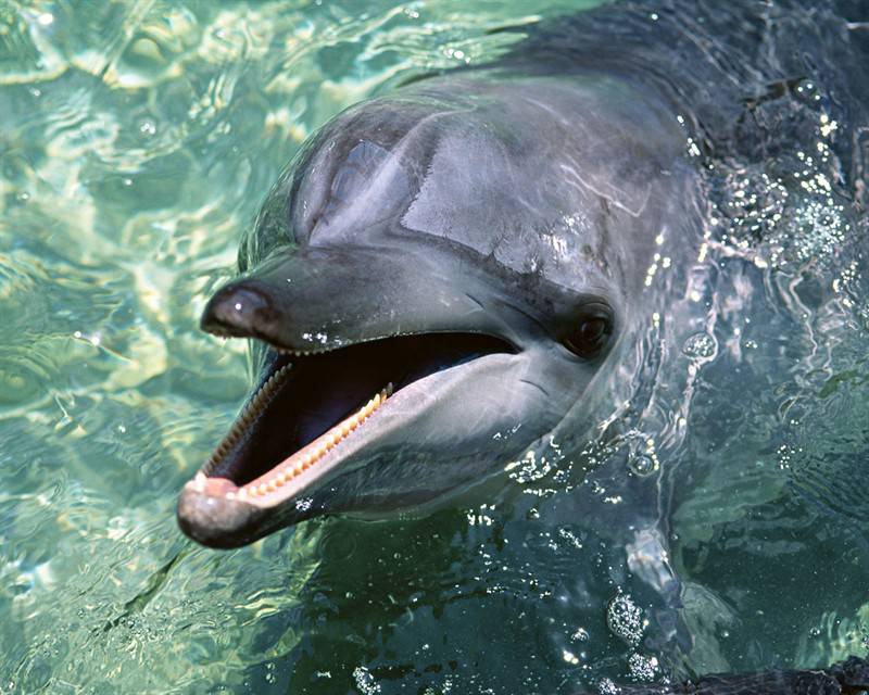 点击大图看下一张：人类好友海豚动物特写