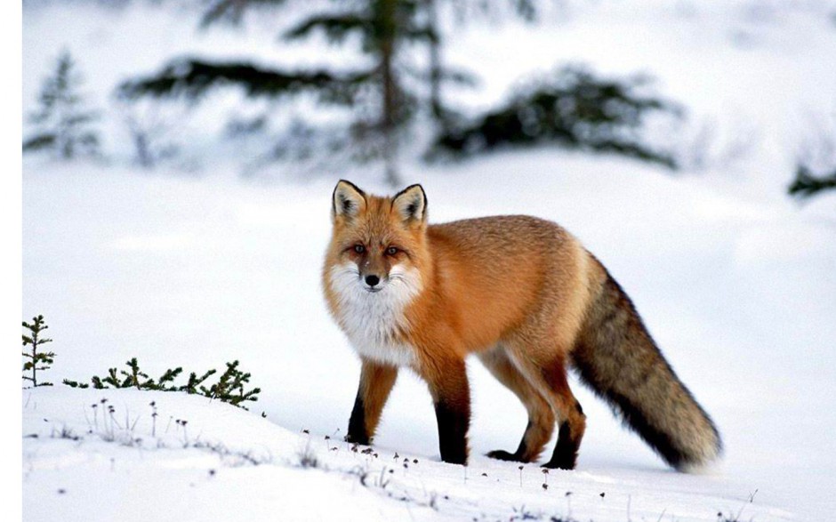 点击大图看下一张：可爱狐狸图片写真作品