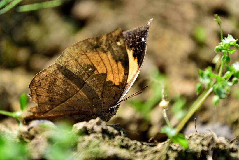 点击大图看下一张：颜色特别的枯叶蝴蝶高清摄影图片