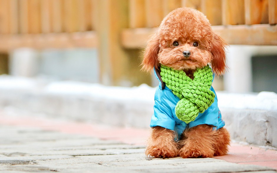 点击大图看下一张：玩具贵宾犬图片可爱迷人