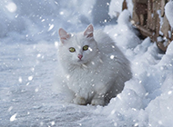 可爱的萌宠白色小猫咪图片