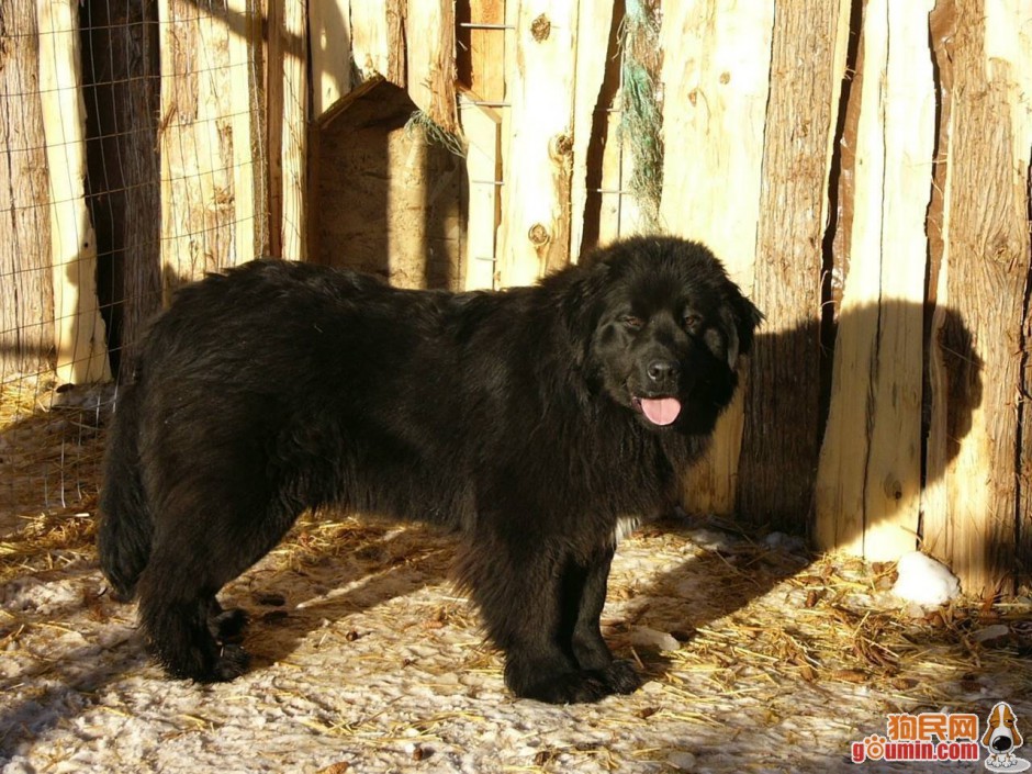 点击大图看下一张：黑色纽芬兰犬调皮吐舌图片