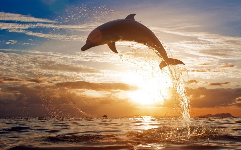 点击大图看下一张：海豚图片大全 有关海豚的图片