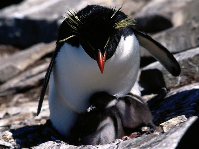 点击大图看下一张：呆萌南极企鹅高清野生动物图片