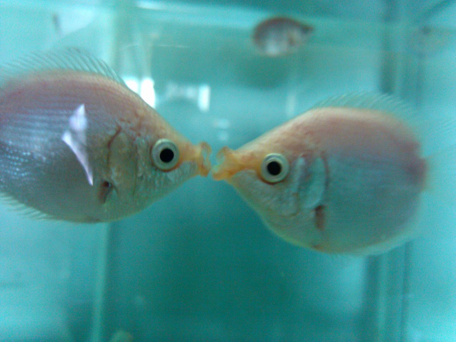 点击大图看下一张：接吻鱼唯美图片可爱至极