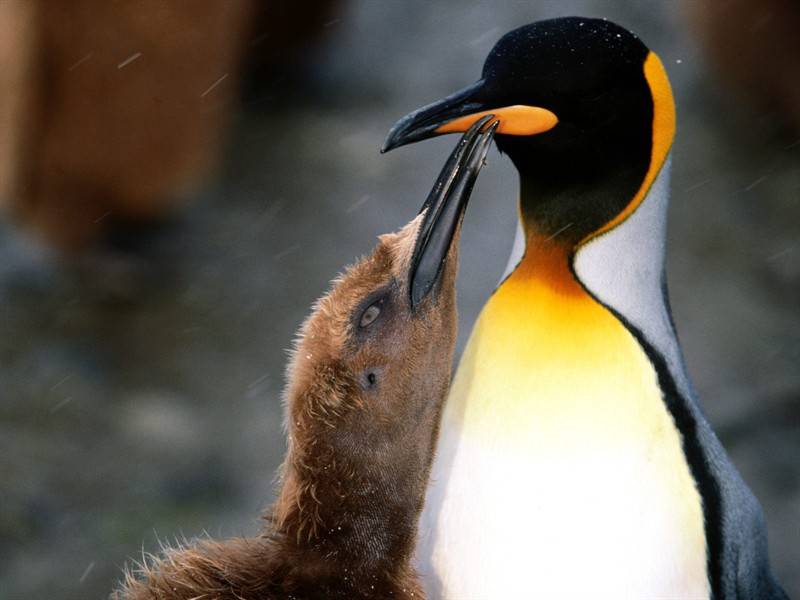 点击大图看下一张：呆萌南极企鹅高清野生动物图片