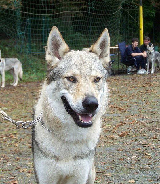 点击大图看下一张：凶猛霸气的捷克狼犬图片