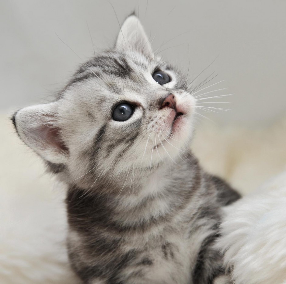 点击大图看下一张：可爱小美国短毛猫银虎斑图片