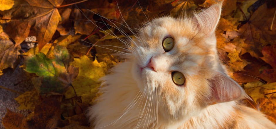 点击大图看下一张：可爱的小黄猫唯美图片