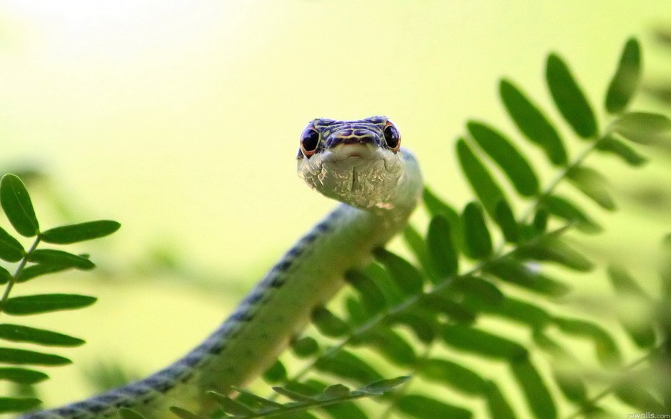 点击大图看下一张:可怕的毒蛇高清摄影图片大全