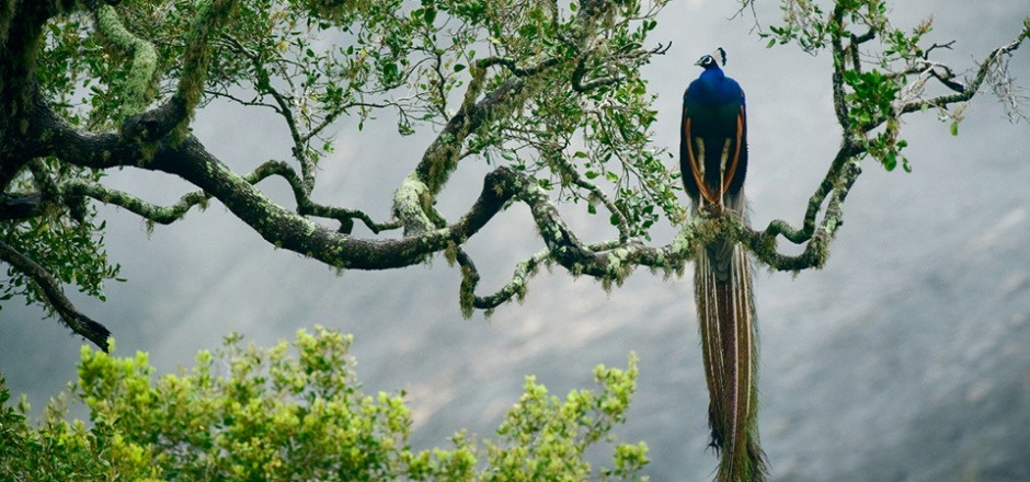 点击大图看下一张：树枝上的孔雀图片欣赏
