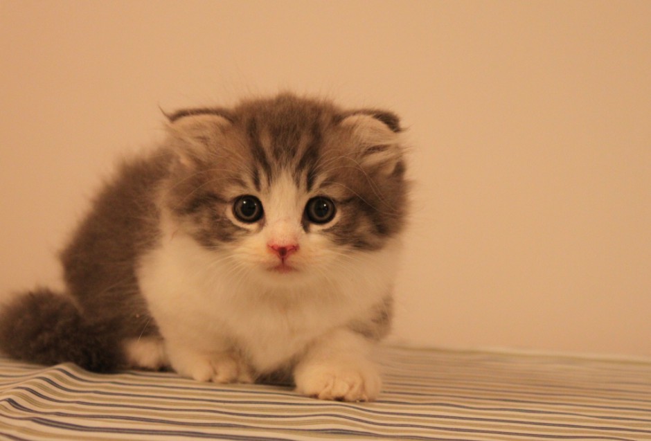 点击大图看下一张：蓝白英短猫可爱幼仔图片
