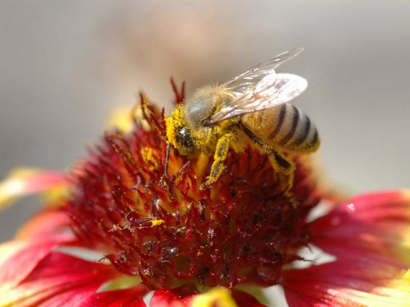 点击大图看下一张：辛勤采蜜的小蜜蜂高清壁纸