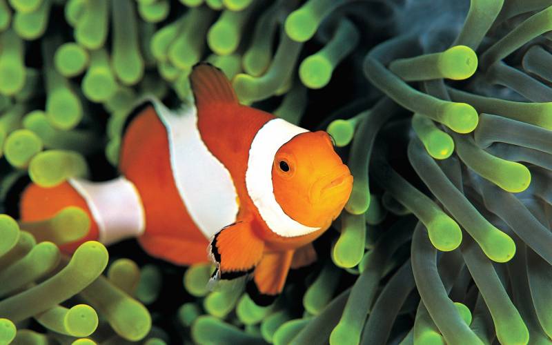 点击大图看下一张：栖息于珊瑚礁的小丑鱼图片