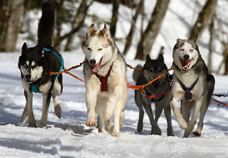 点击大图看下一张：雪地里的阿拉斯加雪橇犬图片