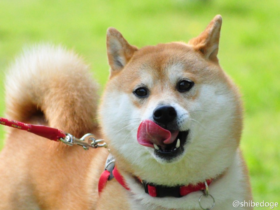 点击大图看下一张：吐舌头的赤色柴犬图片