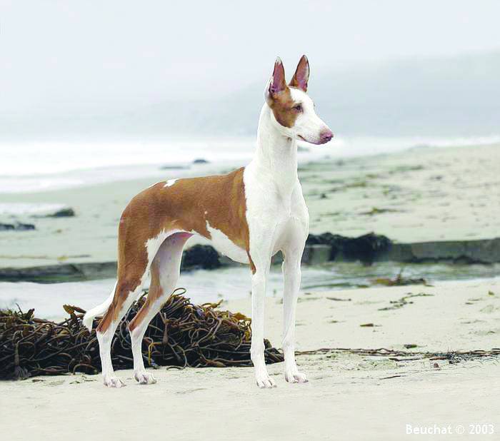 点击大图看下一张：线条优美的法老王猎犬图片