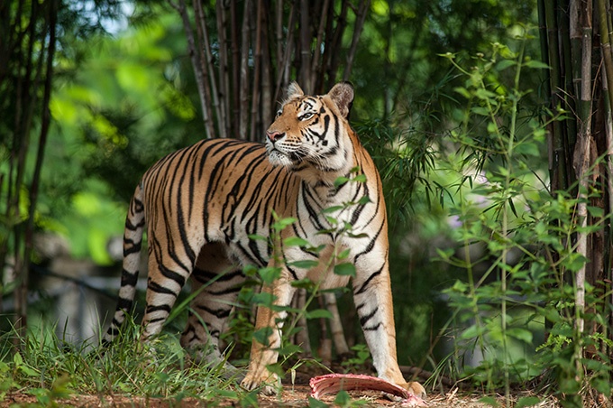 点击大图看下一张：野外发威的老虎摄影图片