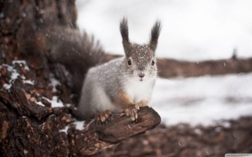 点击大图看下一张：冬季里可爱的小松鼠高清图片