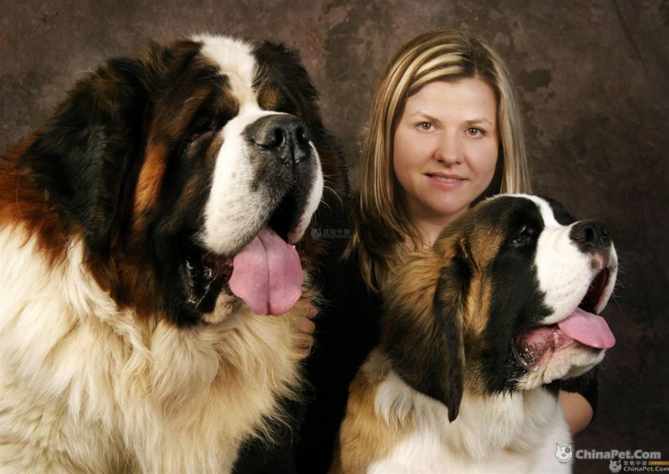 点击大图看下一张：巨型圣伯纳犬吐舌卖萌可爱图片分享