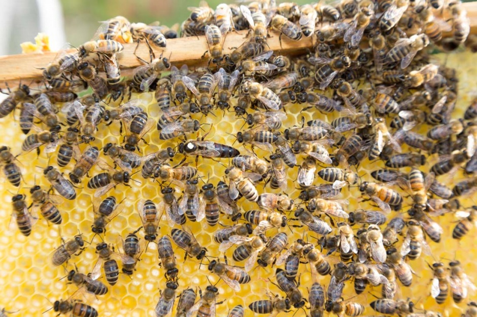 点击大图看下一张：勤劳的小蜜蜂高清摄影图片