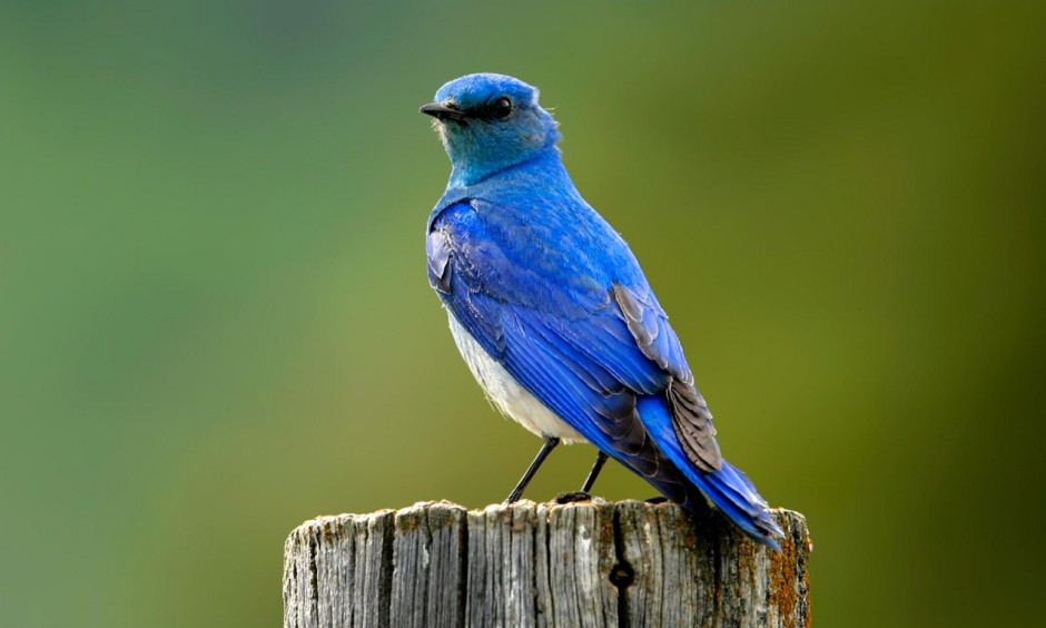 点击大图看下一张：北美蓝知更鸟体态优美图片