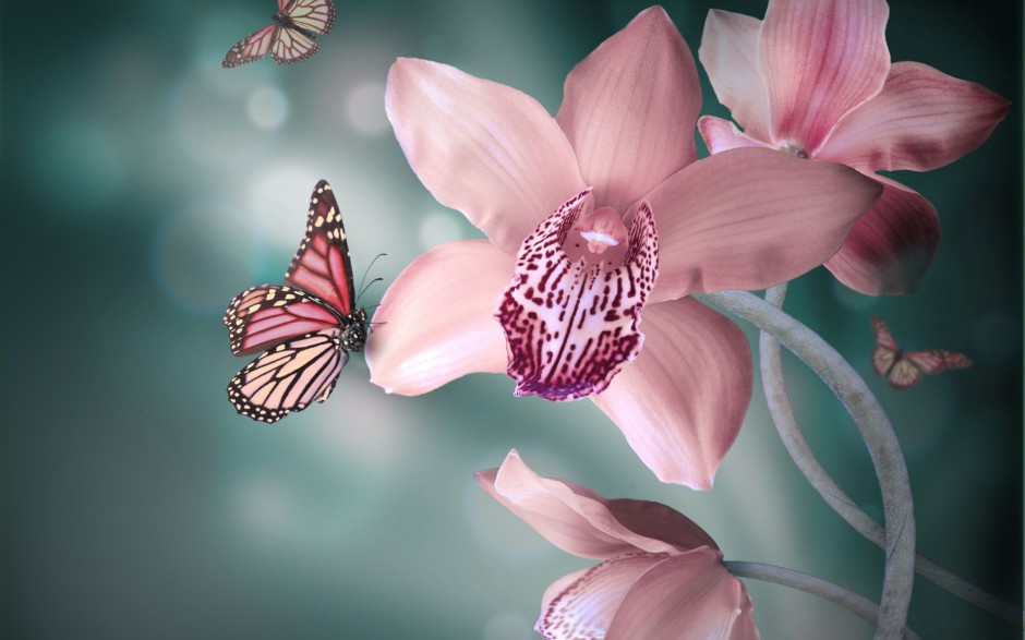 点击大图看下一张：超清唯美蝴蝶与鲜花春天浪漫风景图片