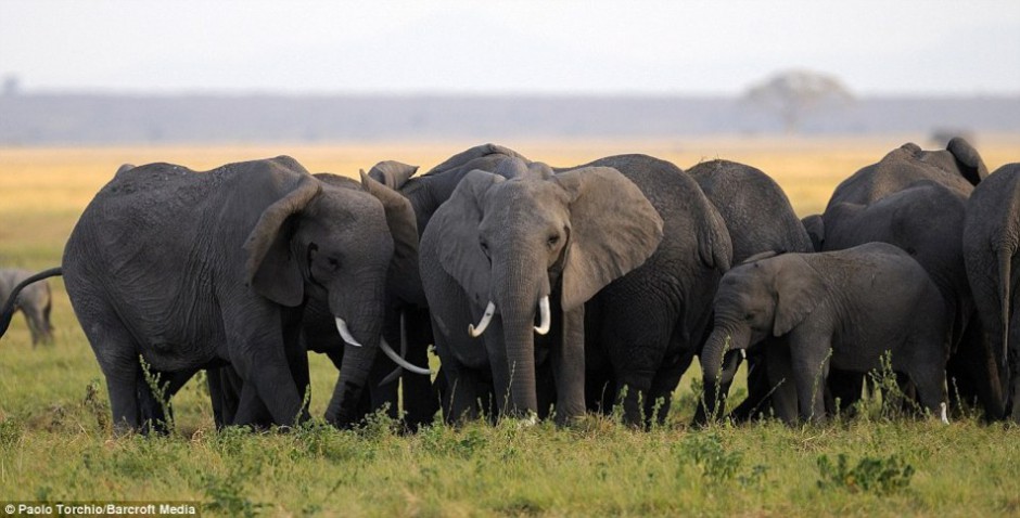 点击大图看下一张：大象围成一圈保护母象分娩