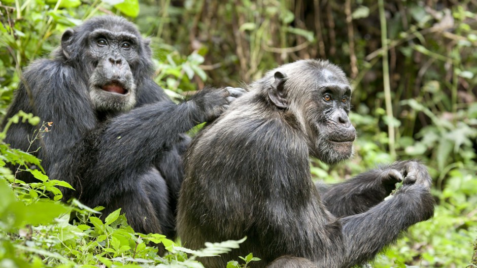 点击大图看下一张：树林玩耍的可爱大猩猩图片