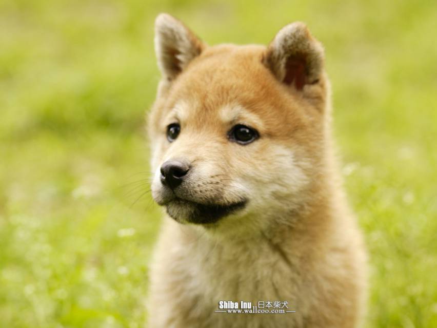 点击大图看下一张：萌萌哒日本柴犬小时候图片