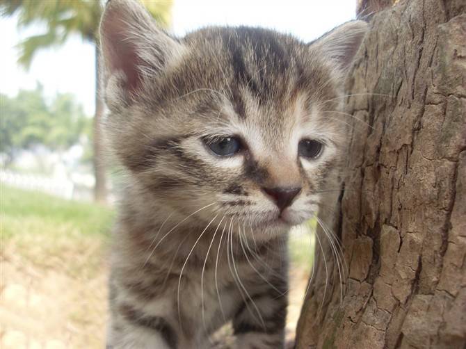 点击大图看下一张：小狸花猫忧郁逗趣表情图片