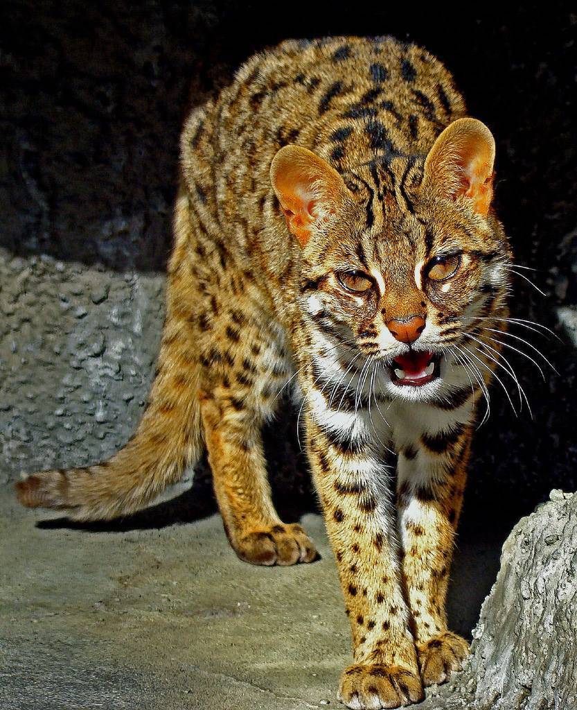 点击大图看下一张：成年的豹猫凶猛发狠图片