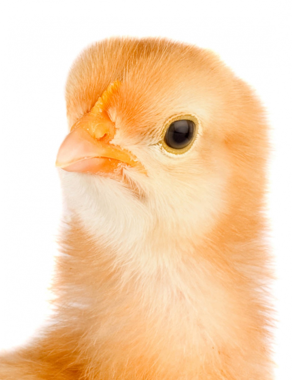 点击大图看下一张：超萌可爱的小鸡出生图片