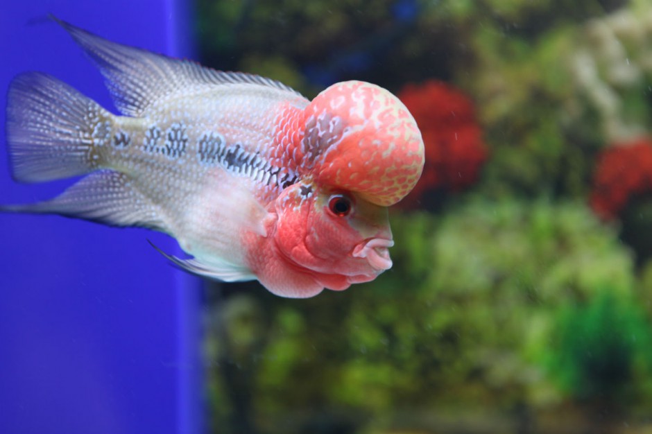 点击大图看下一张：起头的元宝鹦鹉鱼图片壁纸