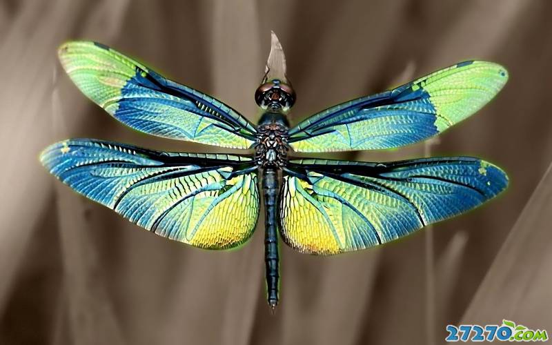 点击大图看下一张：特写夏天美丽的蜻蜓