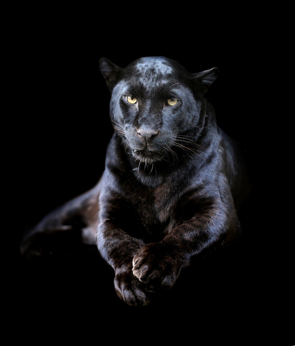 点击大图看下一张：凶猛的黑豹高清图片赏析