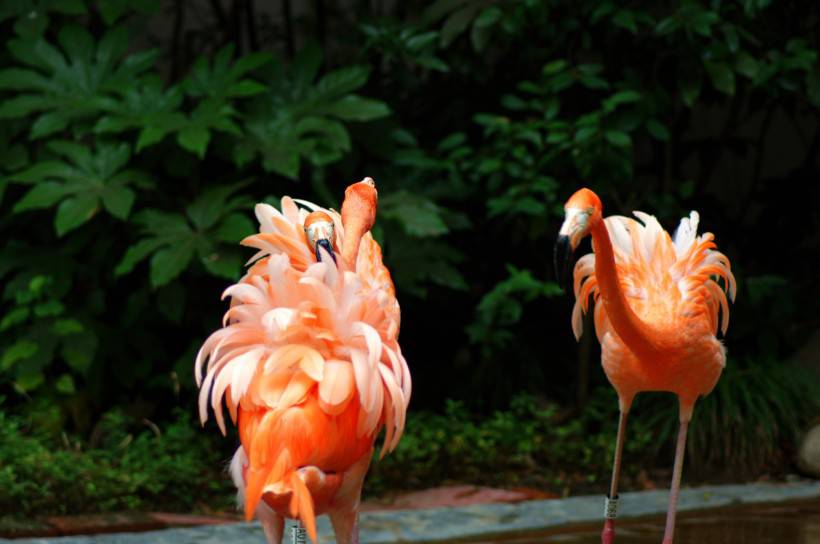 点击大图看下一张：野生动物园粉红色的火烈鸟图片特写