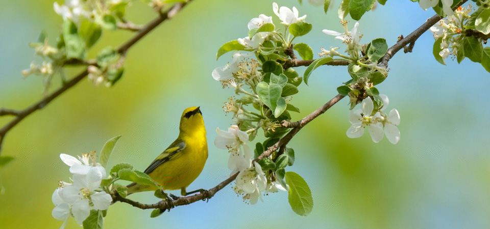 点击大图看下一张：春天黄鹂鸟梨花树风景图片壁纸