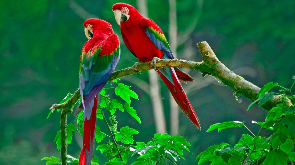 点击大图看下一张：彩虹虎皮鹦鹉图片颜色斑斓迷人