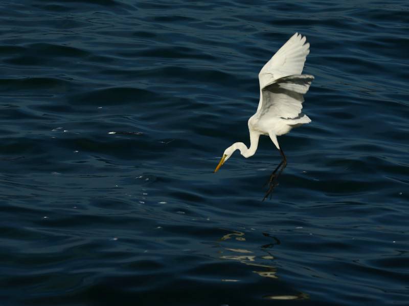 点击大图看下一张：海上觅食的白鹭鸟类图片素材