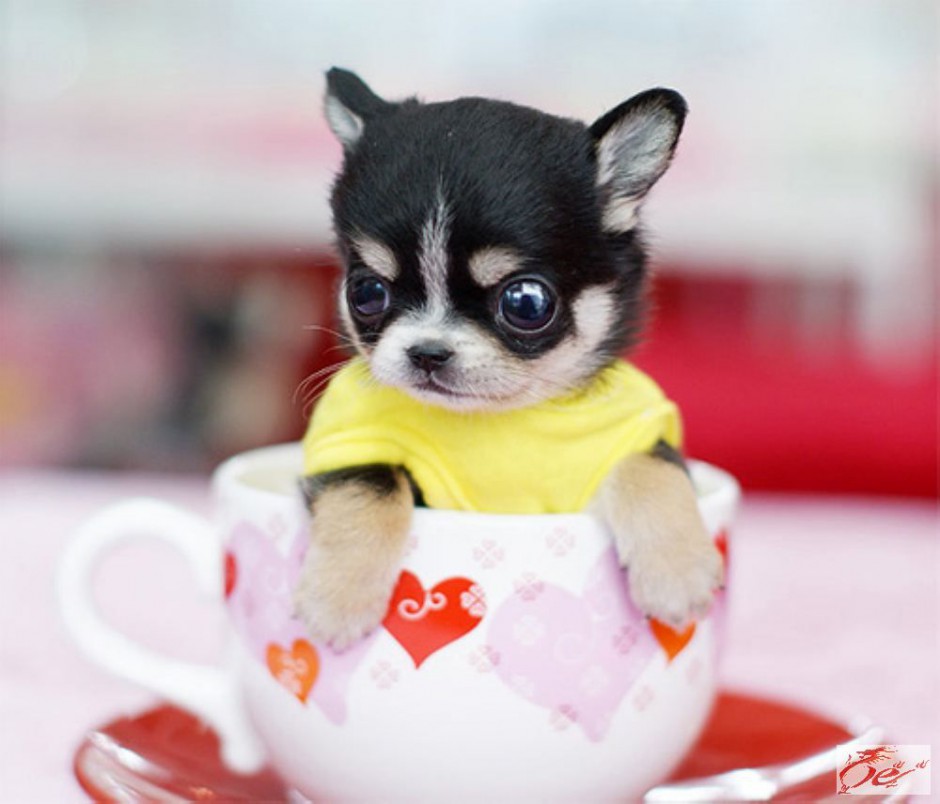 点击大图看下一张：袖珍狗品种茶杯犬唯美图片