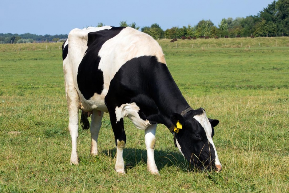 点击大图看下一张：牧场上的奶牛高清图片欣赏