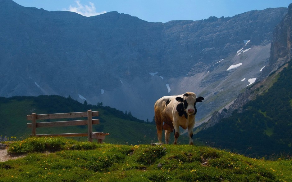 点击大图看下一张：高清动物壁纸图片草地奶牛可爱呆萌
