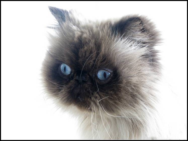 点击大图看下一张:喜马拉雅种猫图片神态呆萌搞笑