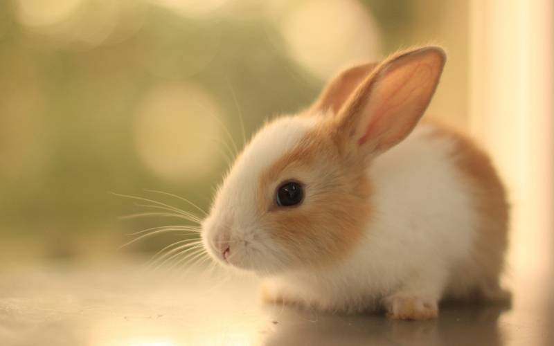 点击大图看下一张：可爱宠物毛绒绒的萌兔子唯美图集