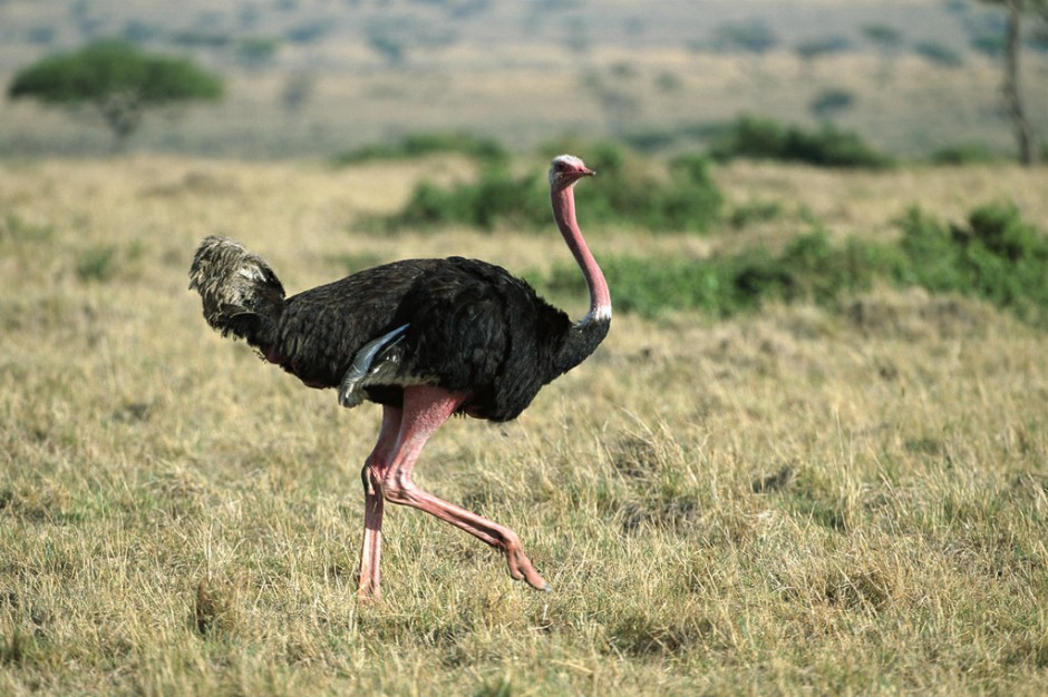 点击大图看下一张：健壮高大的非洲鸵鸟图片