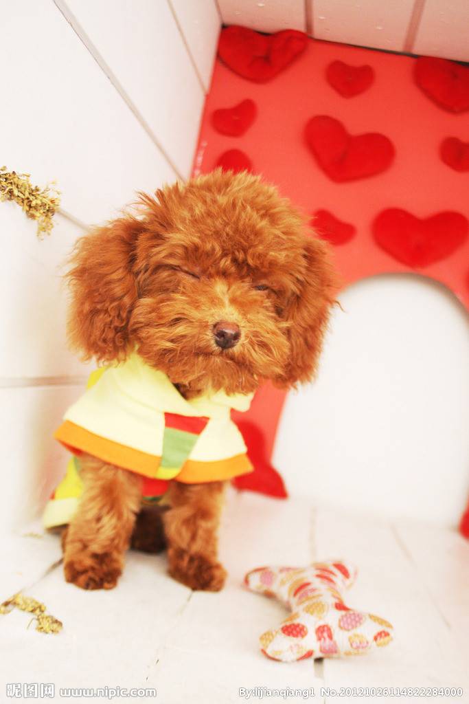 点击大图看下一张:萌宠茶杯犬打瞌睡高清图片